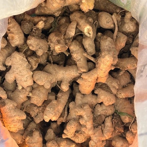 新县大别山小黄姜现挖现卖多送半斤