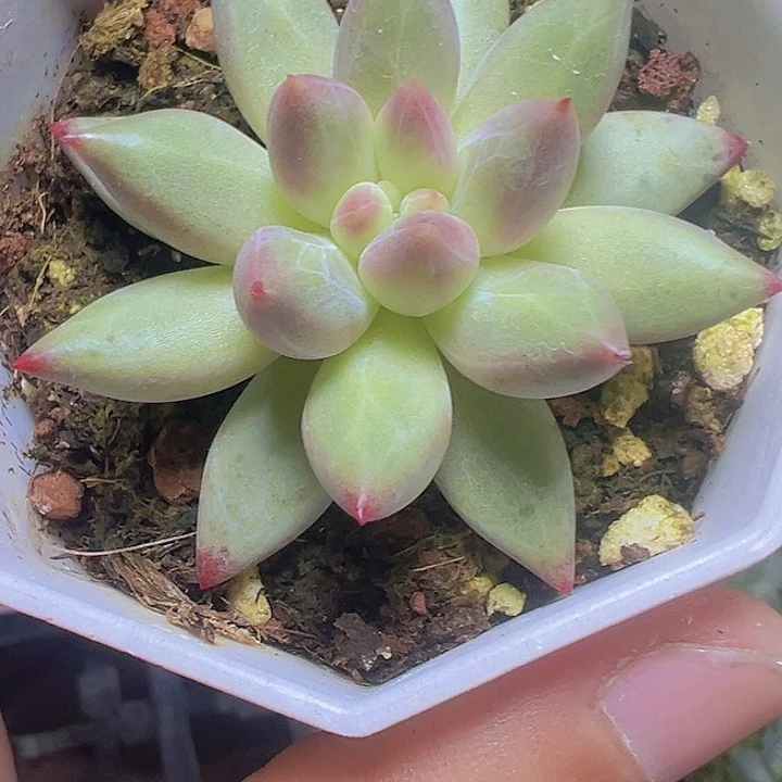黄体虞美人精品多肉