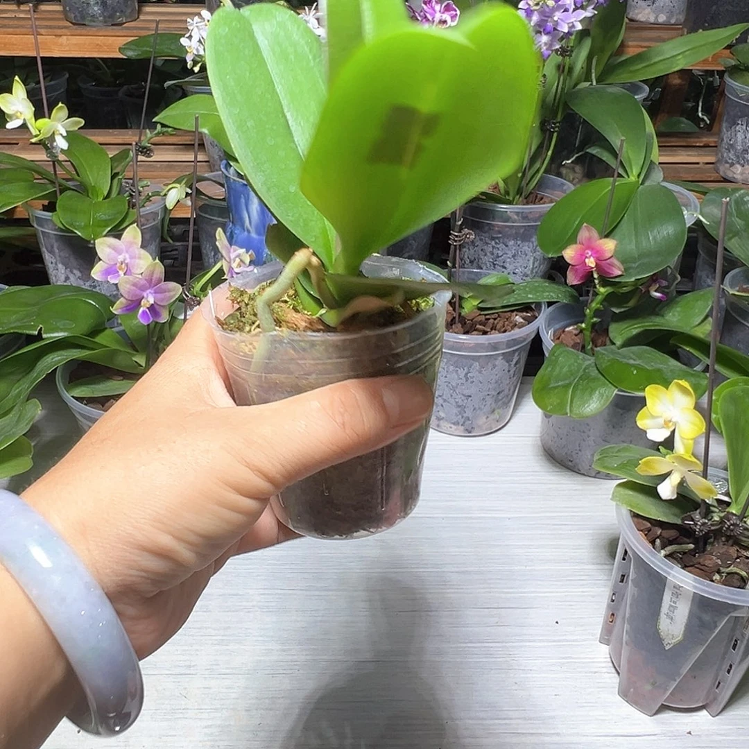 完全开放黑白郎君2.5苗