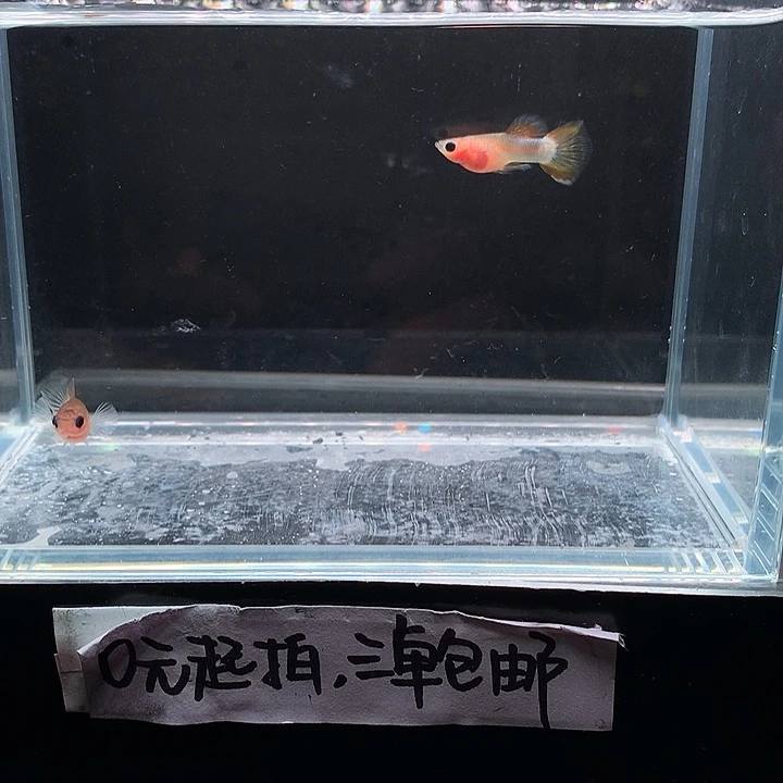 孔雀鱼粉猫。 脏脏猫一对