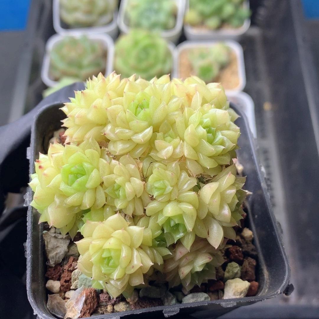 58包邮  群生不包整 142