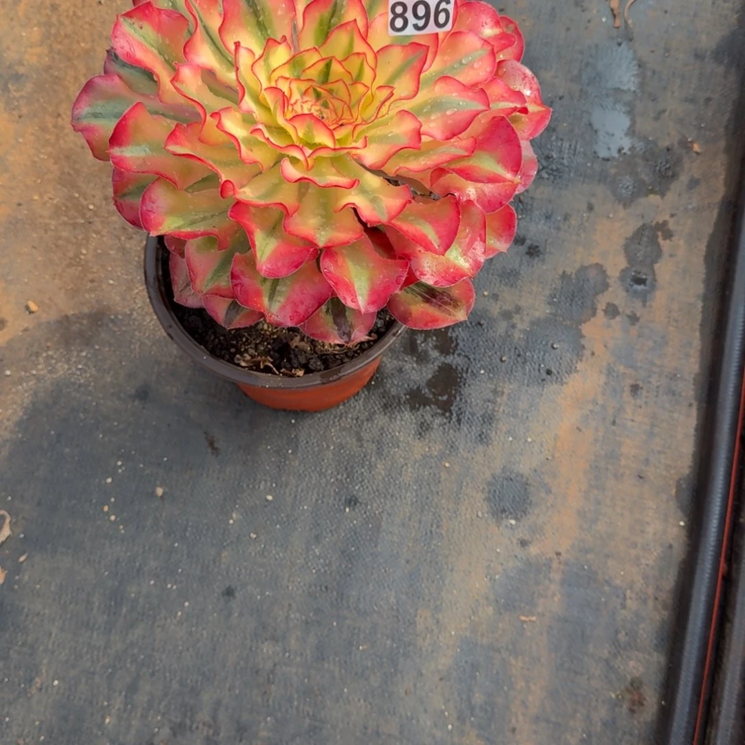 金***城896多肉植物爱丽丝有砍