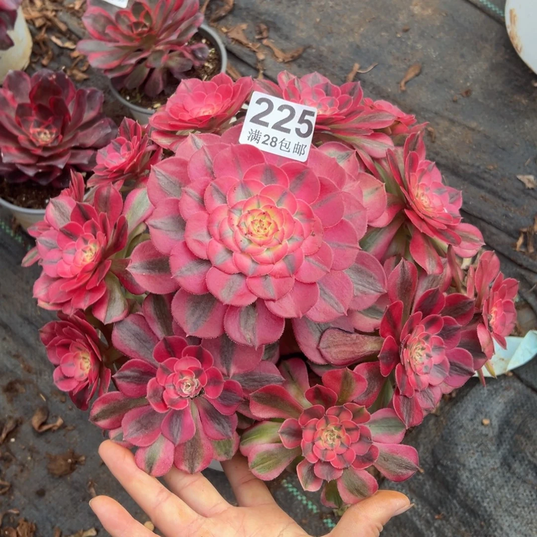 春***雨多肉植物225荔枝有一个朵有伤