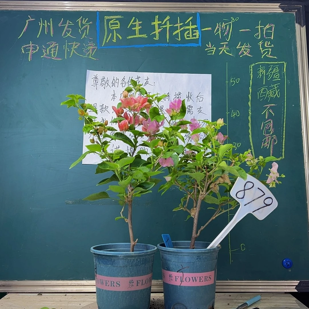 当前无花栽培后可以开花福利 甜西瓜 广红樱 879