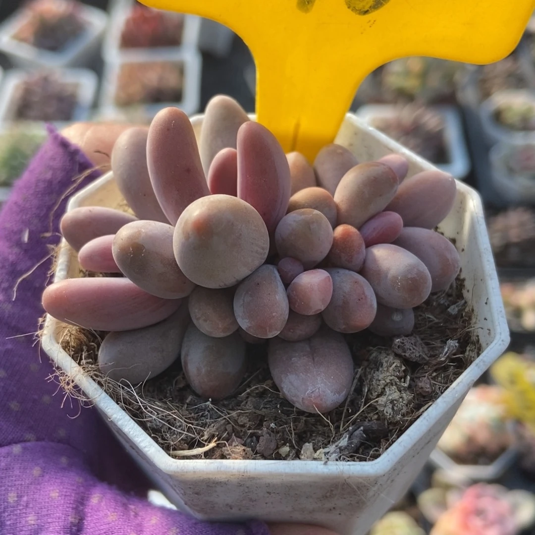 896红手指多肉植物