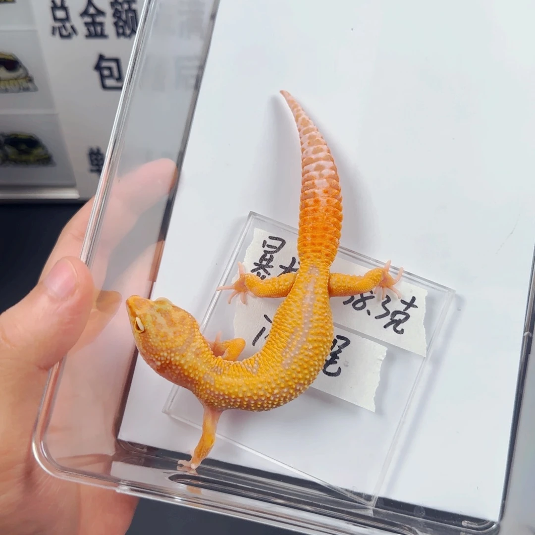 豹纹守宫暴龙母 闪电尾