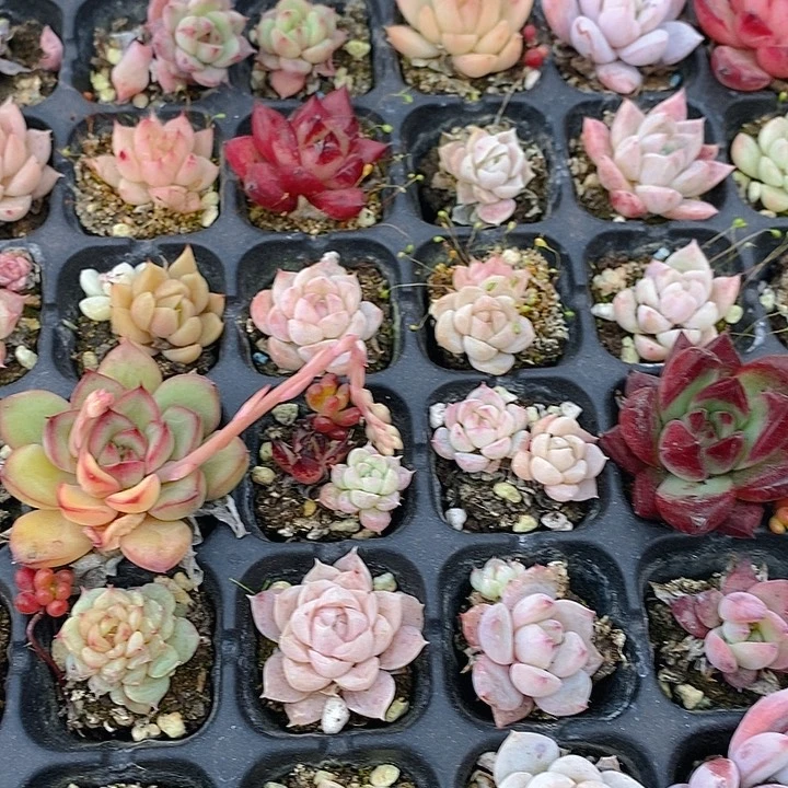 3 多肉植物盆栽花卉盆栽