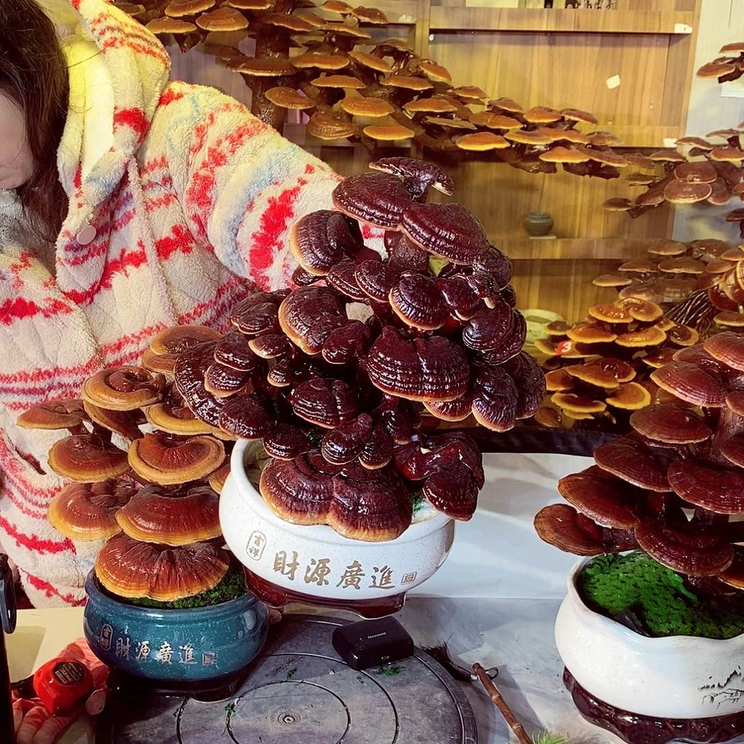 大***明无花朵发财树发财树发财树