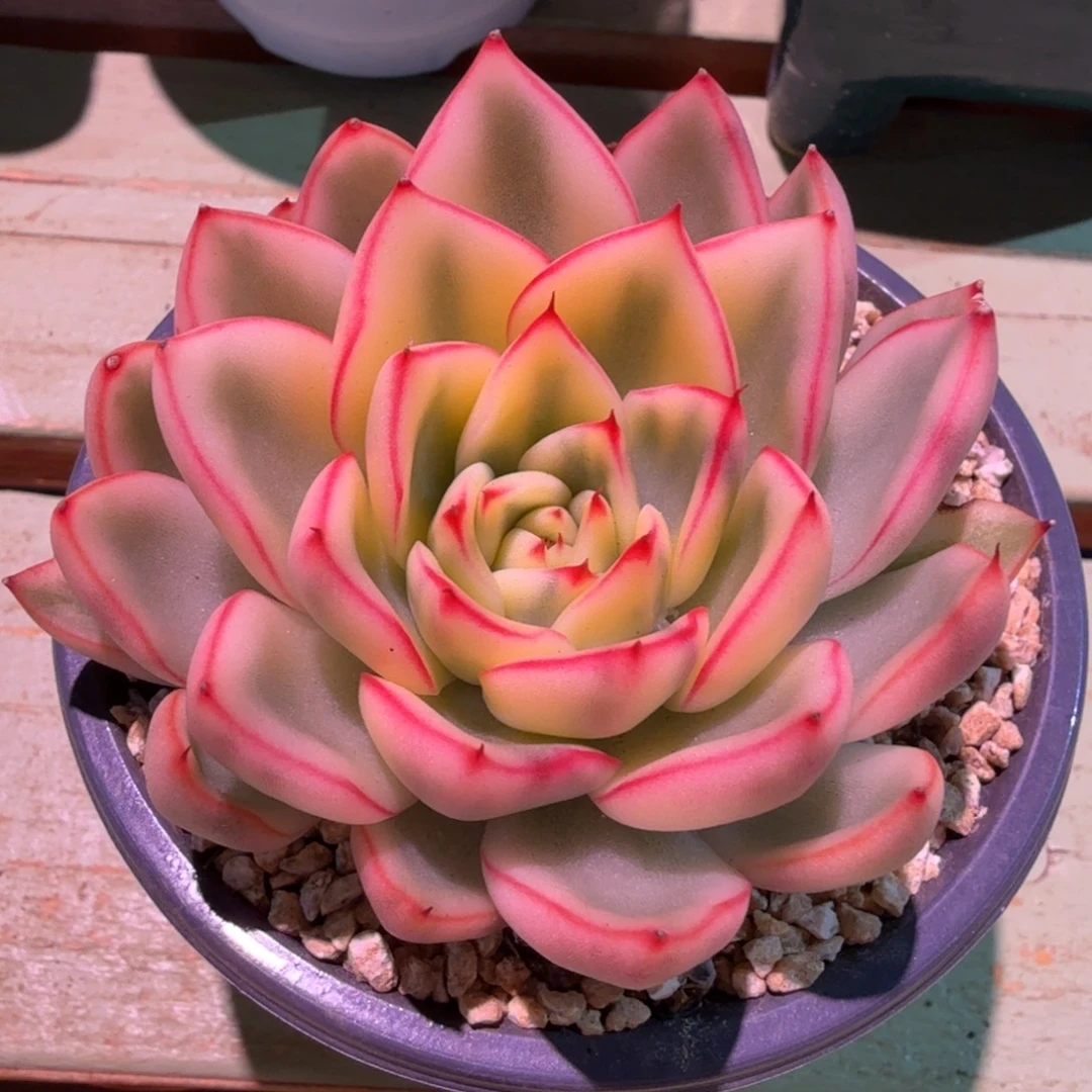 阿斯娜锦，锦上园艺一物一拍