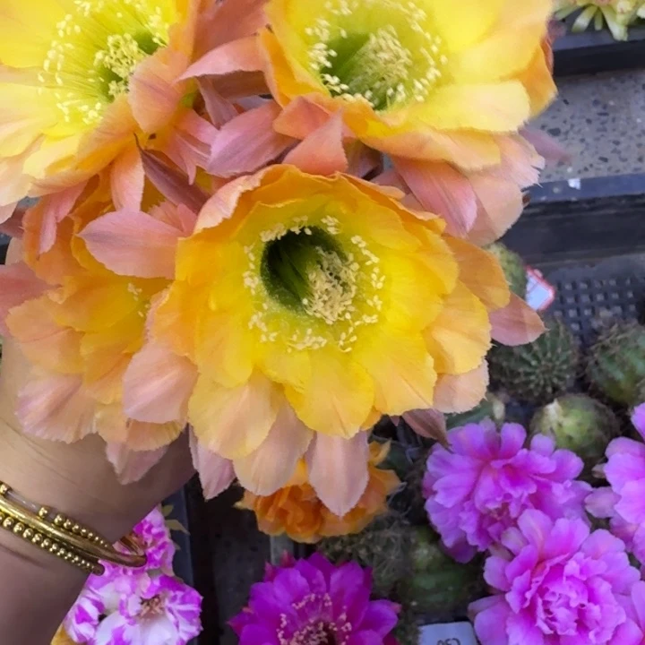 246彩草南湖12歪无根侧牙4公分左右，20包邮