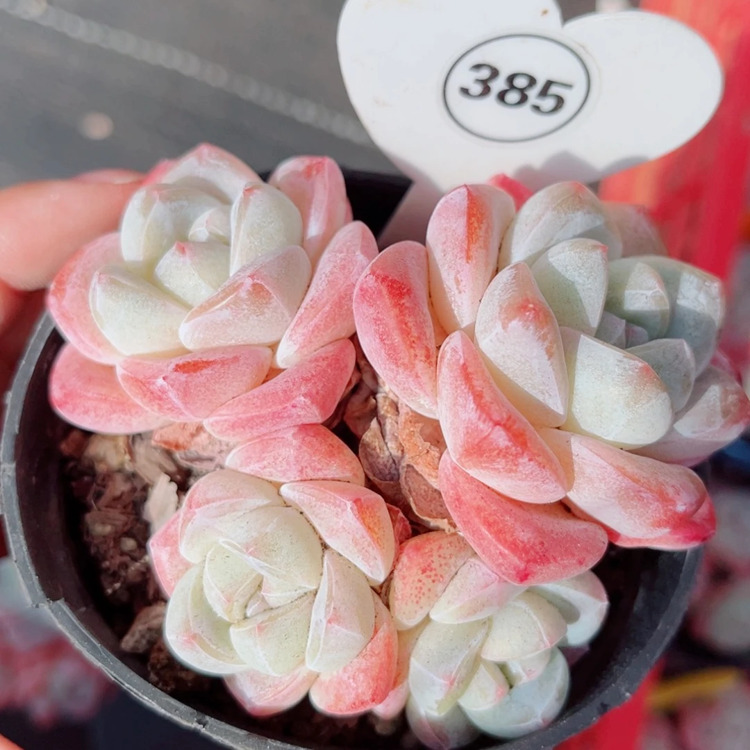 385号小老桩冰玉群