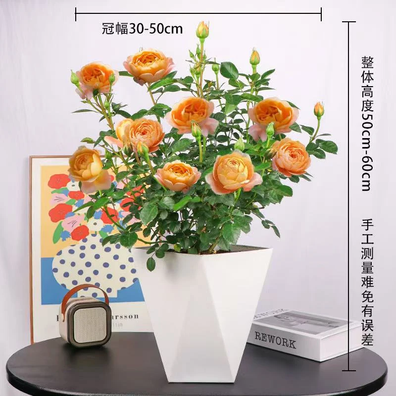 云南新款果汁阳台月季大花苗带花苞多季节重复开花盆栽