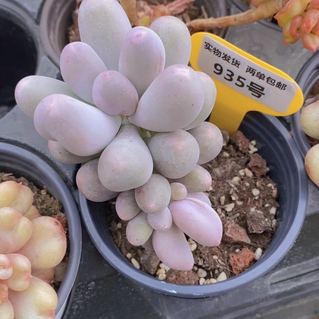 935号 老桩米可奶酪