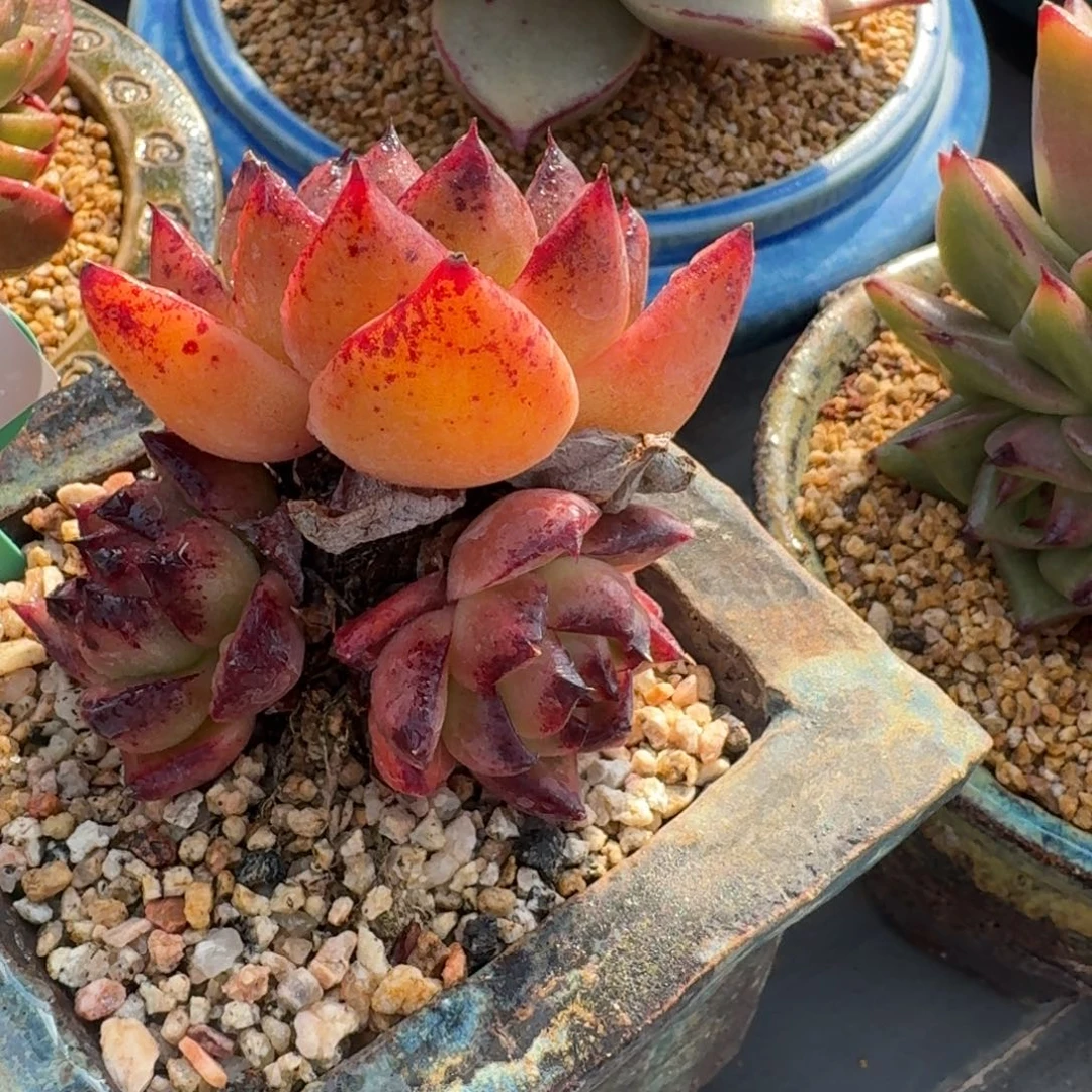 从前慢多肉精选编号1231.61