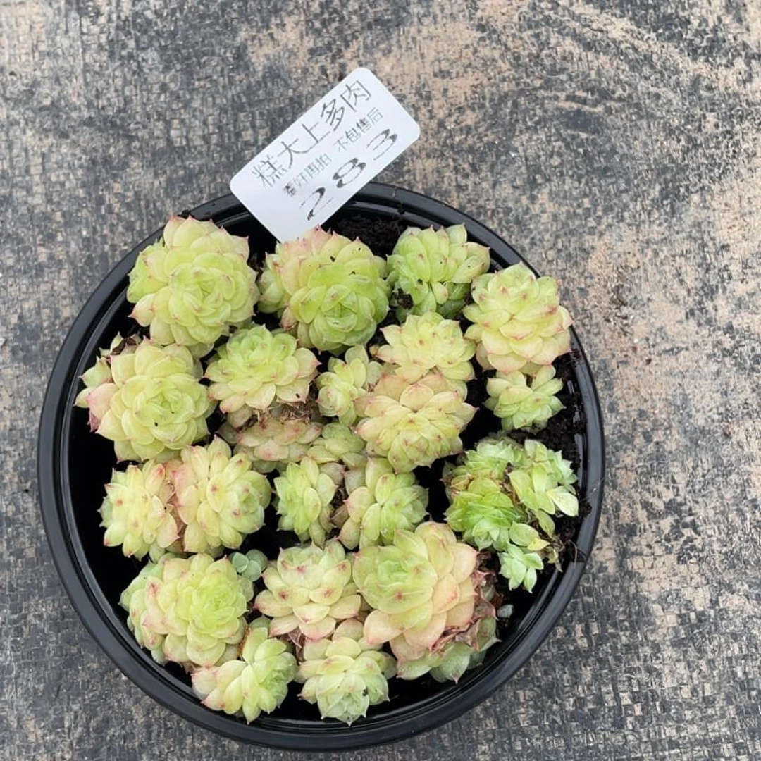 鹿****.糕大上多肉植物283