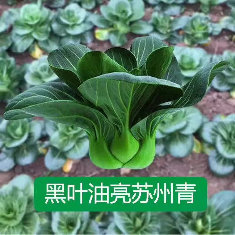 【满5包包邮】苏州青种子黑叶矮脚黑大头抗寒肉厚青梗菜小青菜种籽