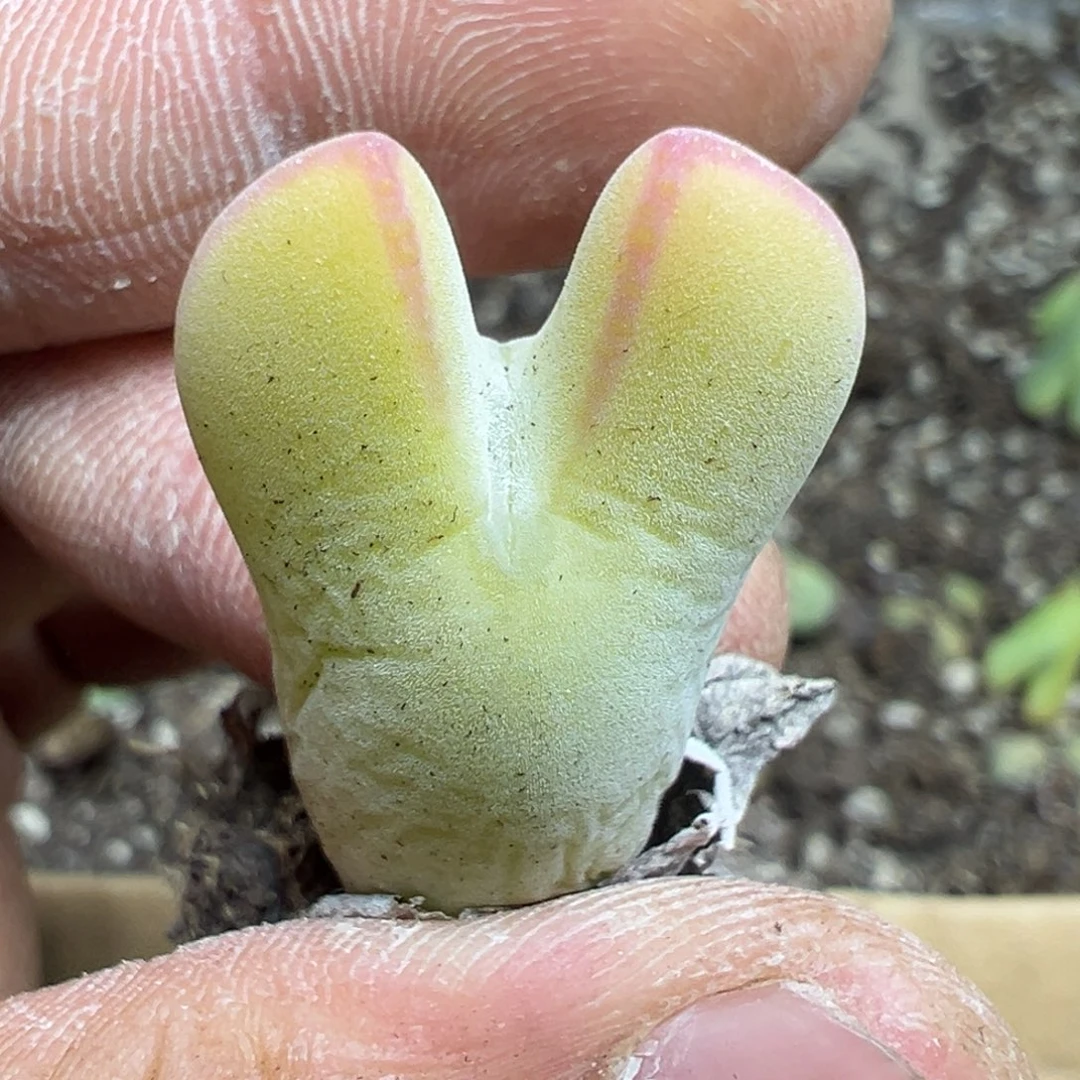 【闪购商品】 782。