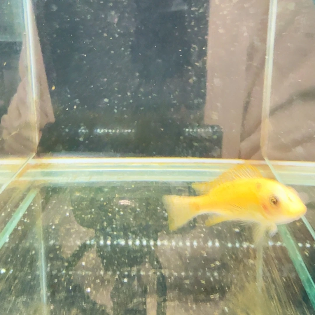 慈鲷839松比西母。