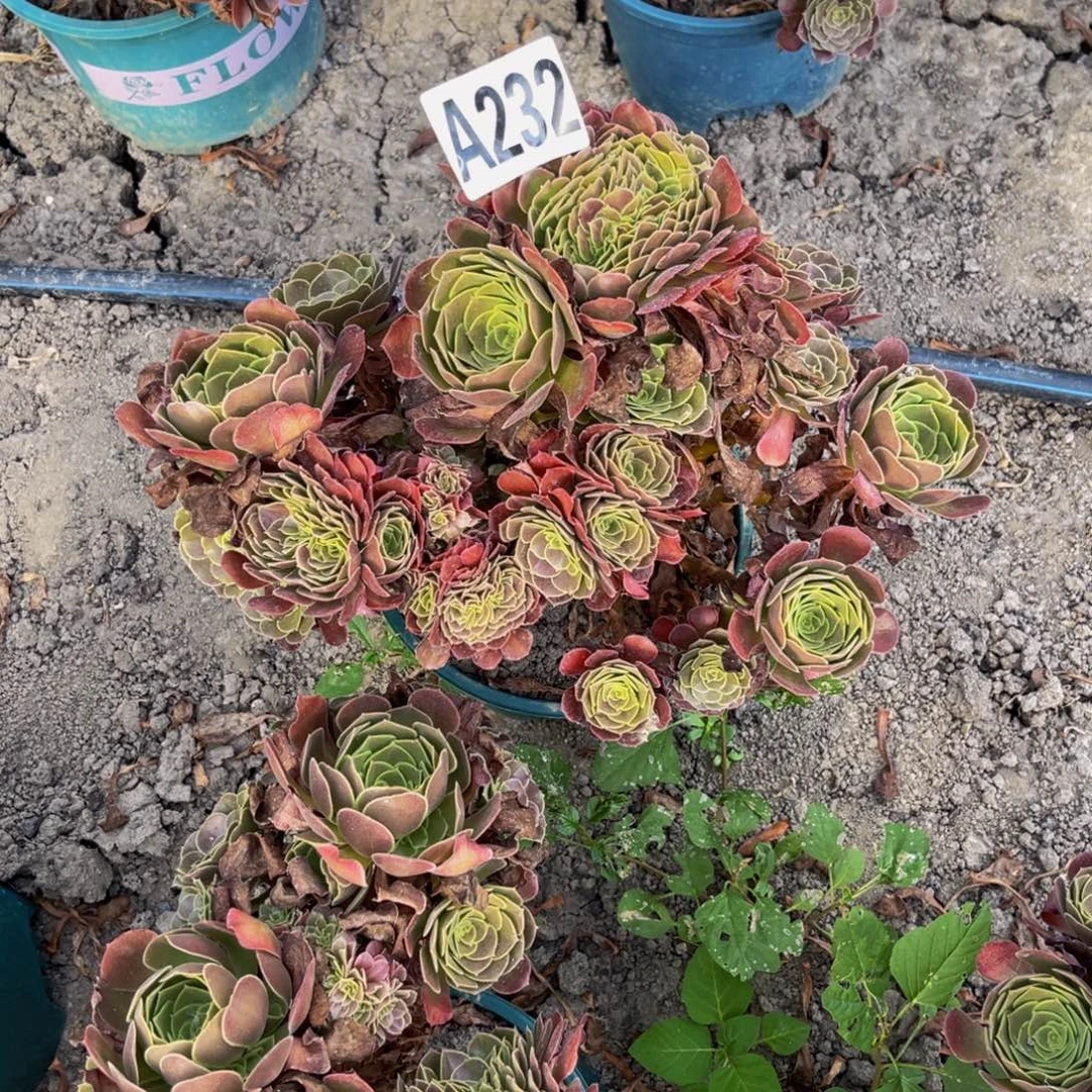 荷兰法师28//-51包邮