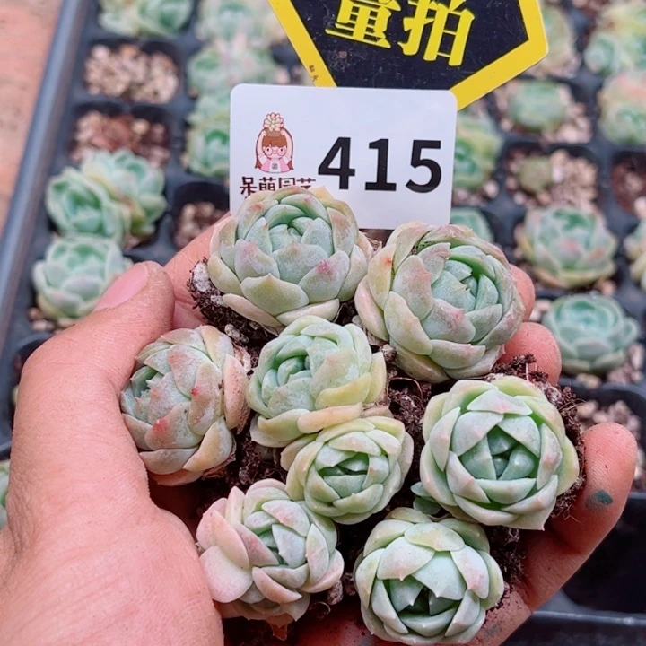 多肉植物多肉植物