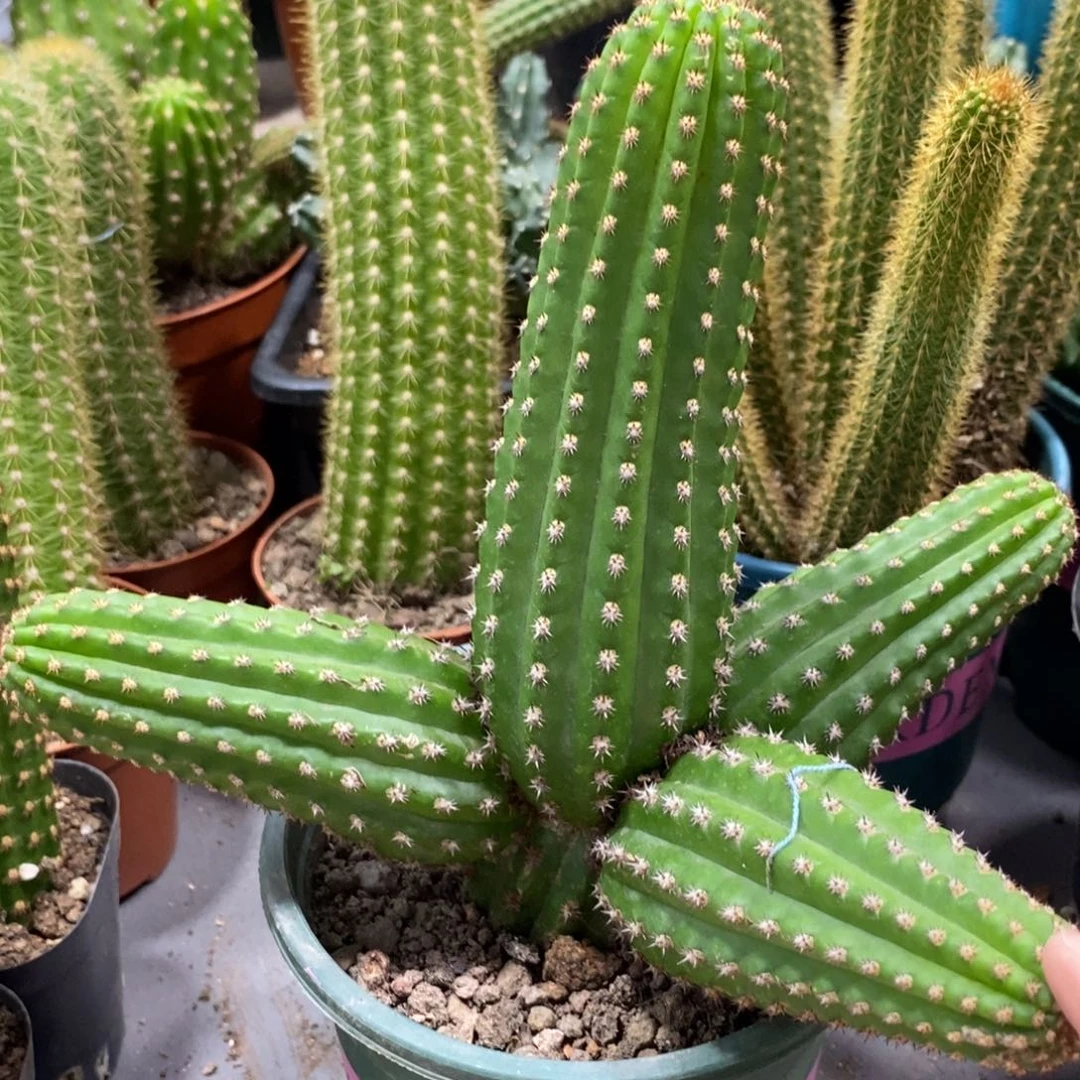 进口金妞金4群生一物一拍30