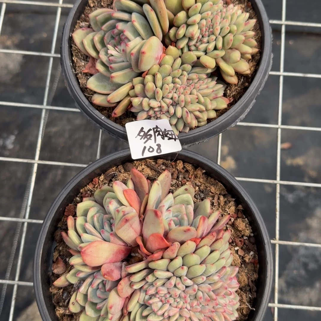 爱丽儿缀两颗，发货