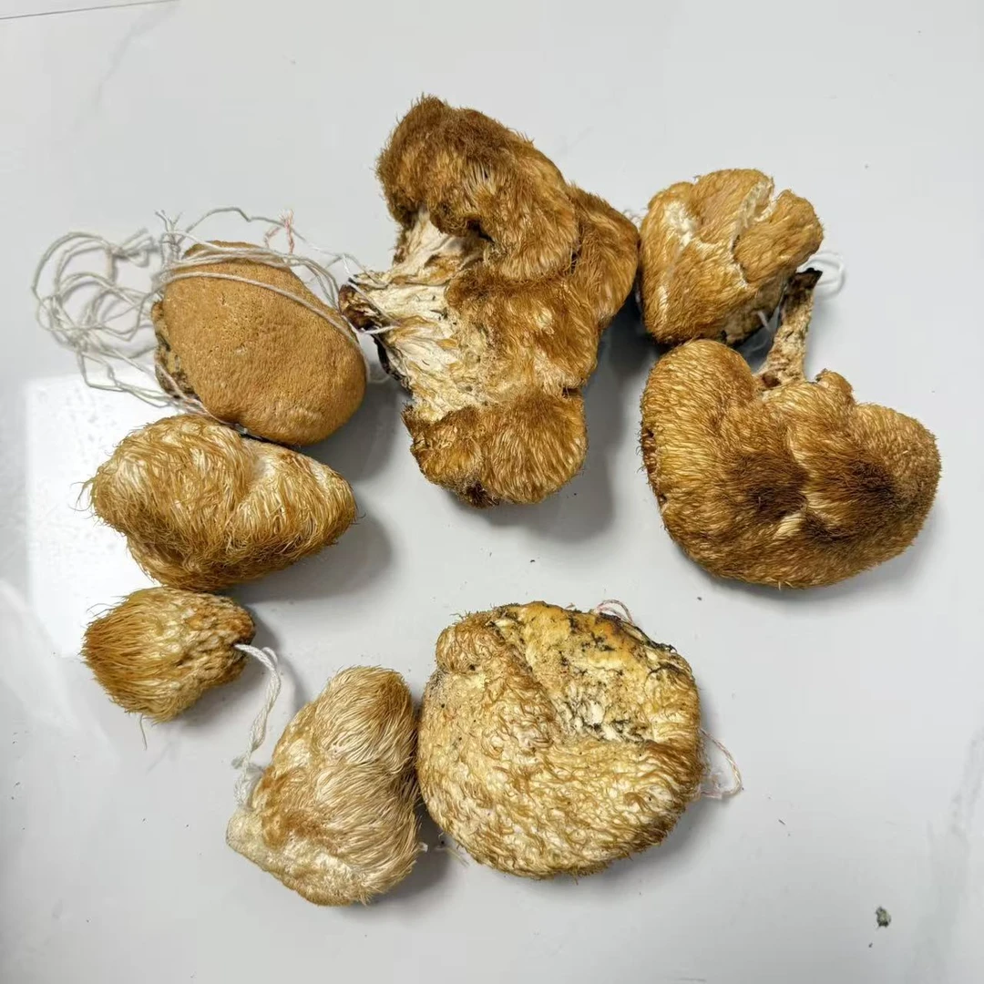 东北野生猴头菇自然晾晒产自黑龙江山区