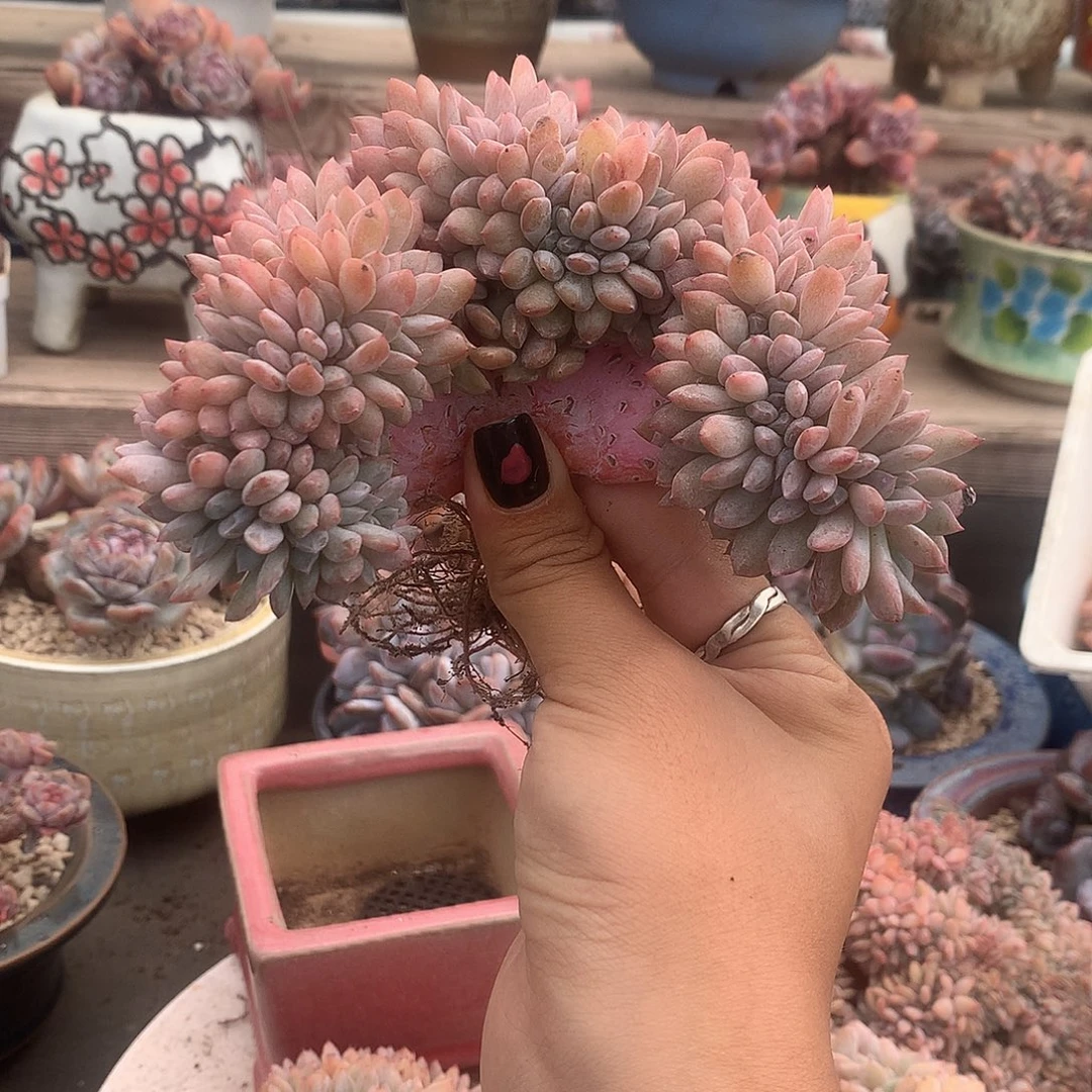 一字型板子缀花花