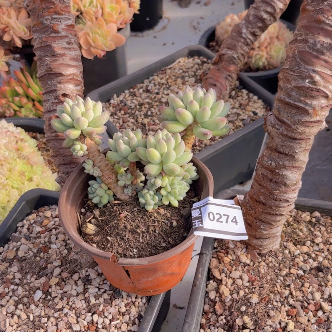 小叶奶糖多肉植物0274