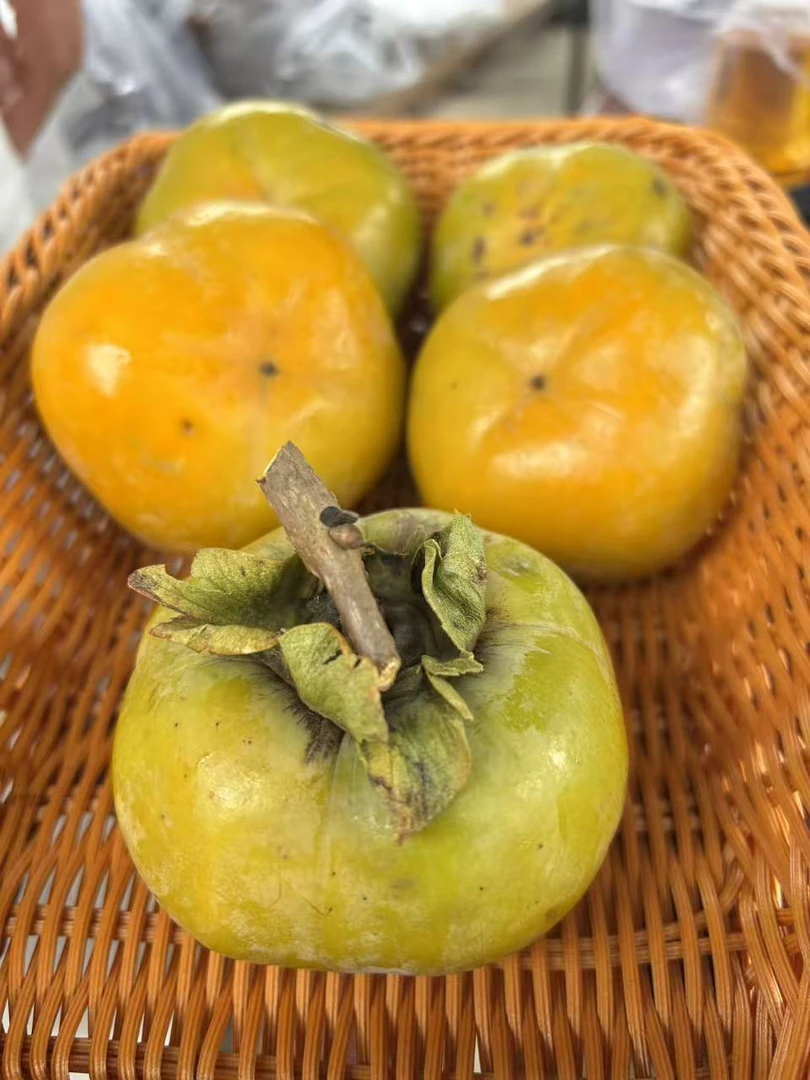 高山特色水果——生柿花
