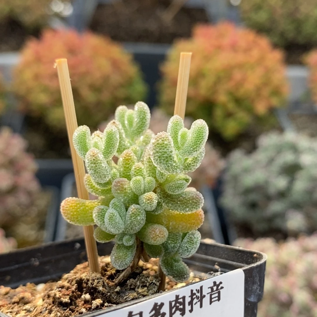 优选冰晶5643枝干番杏