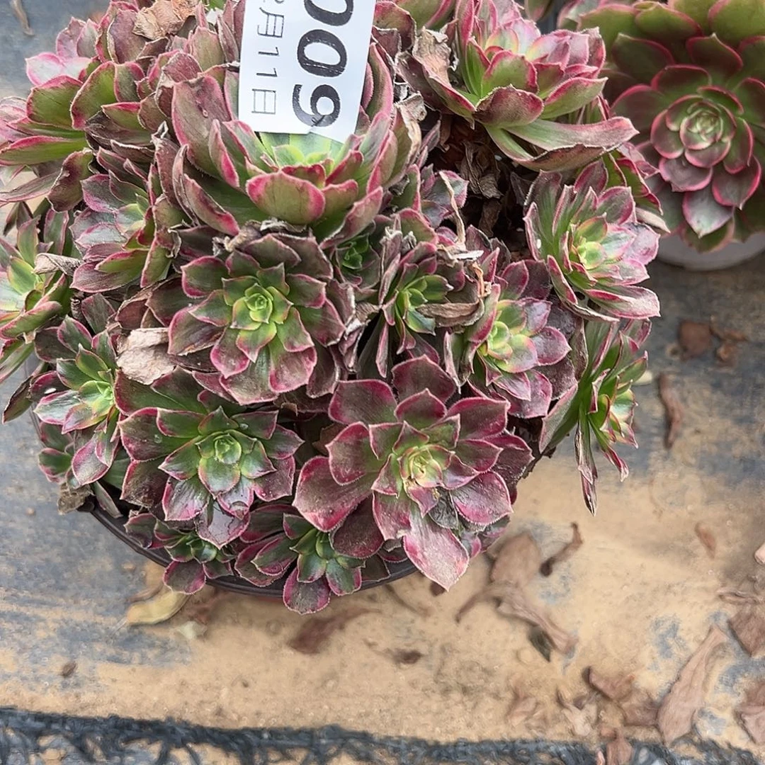 12.11-9安娜多肉植物