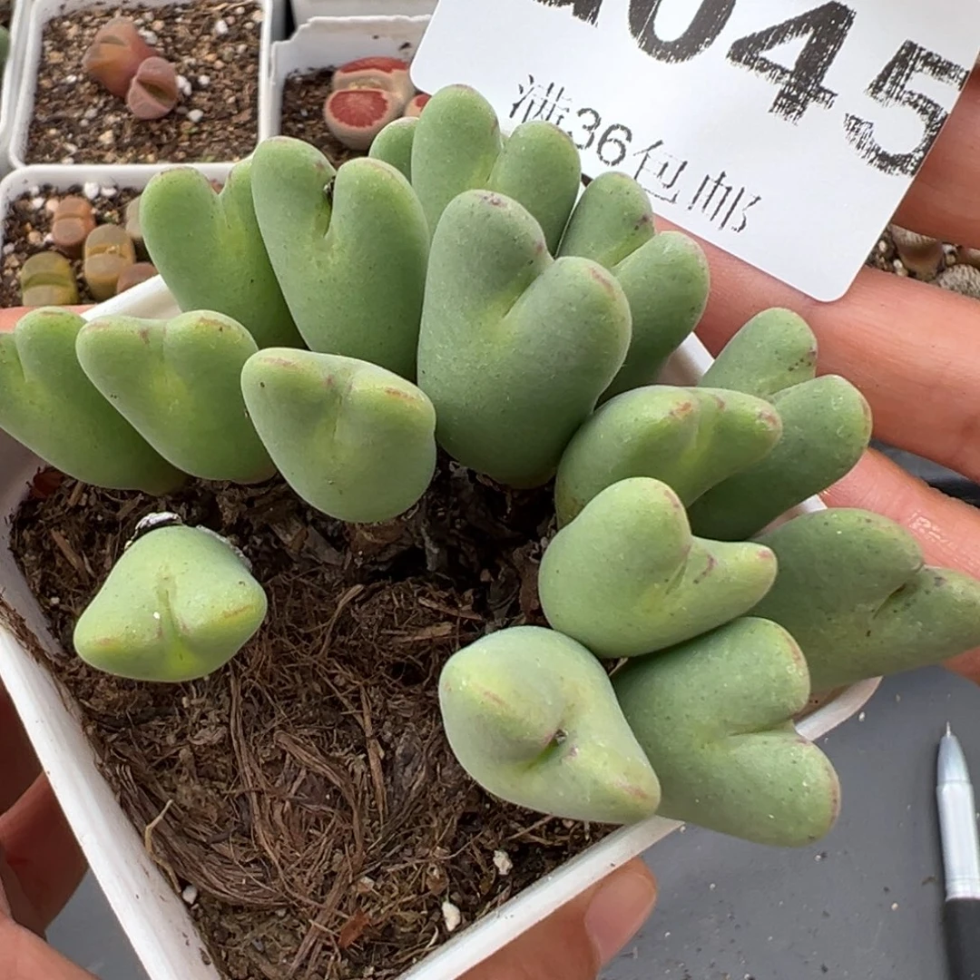 2.2好看的多肉a045