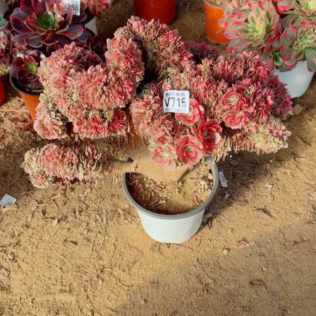 倾城缀化715冠幅45