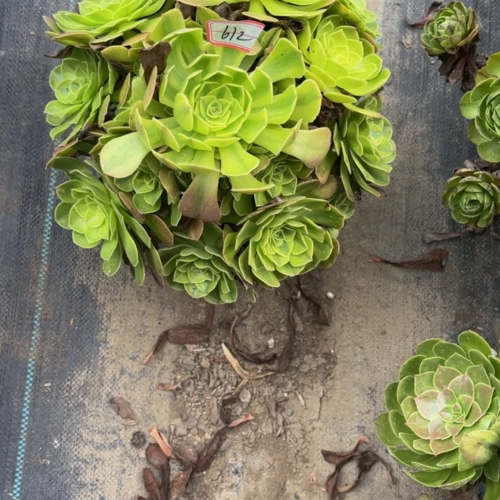 ꧁***꧂612雨荷多肉植物法师