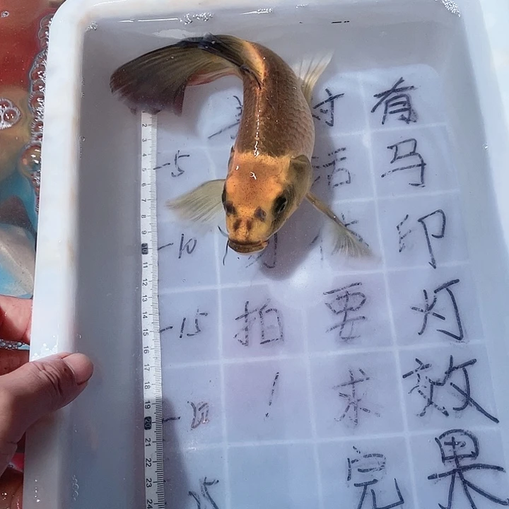 蝴蝶鲤鱼渔场直发94