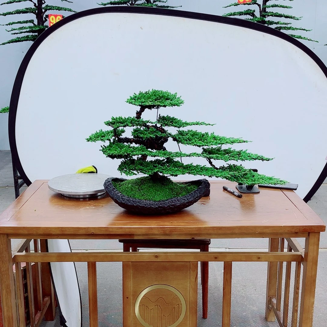 无花朵精品盆景一物一拍