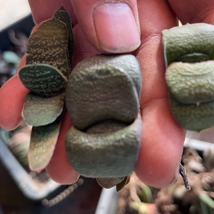 用****5脱土发货1111111111