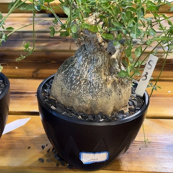 潮流植物沙漠苦瓜