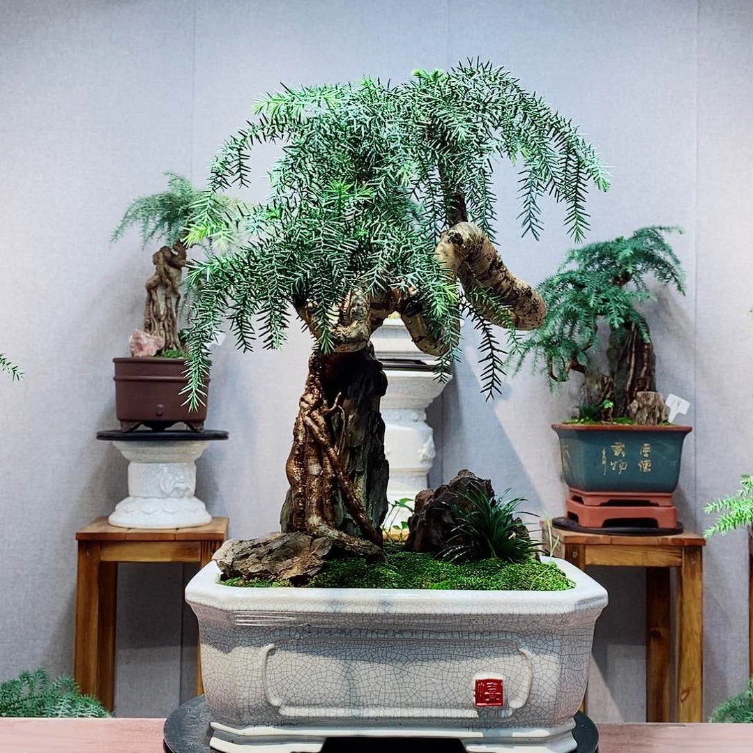 ****无花朵澳洲杉1111