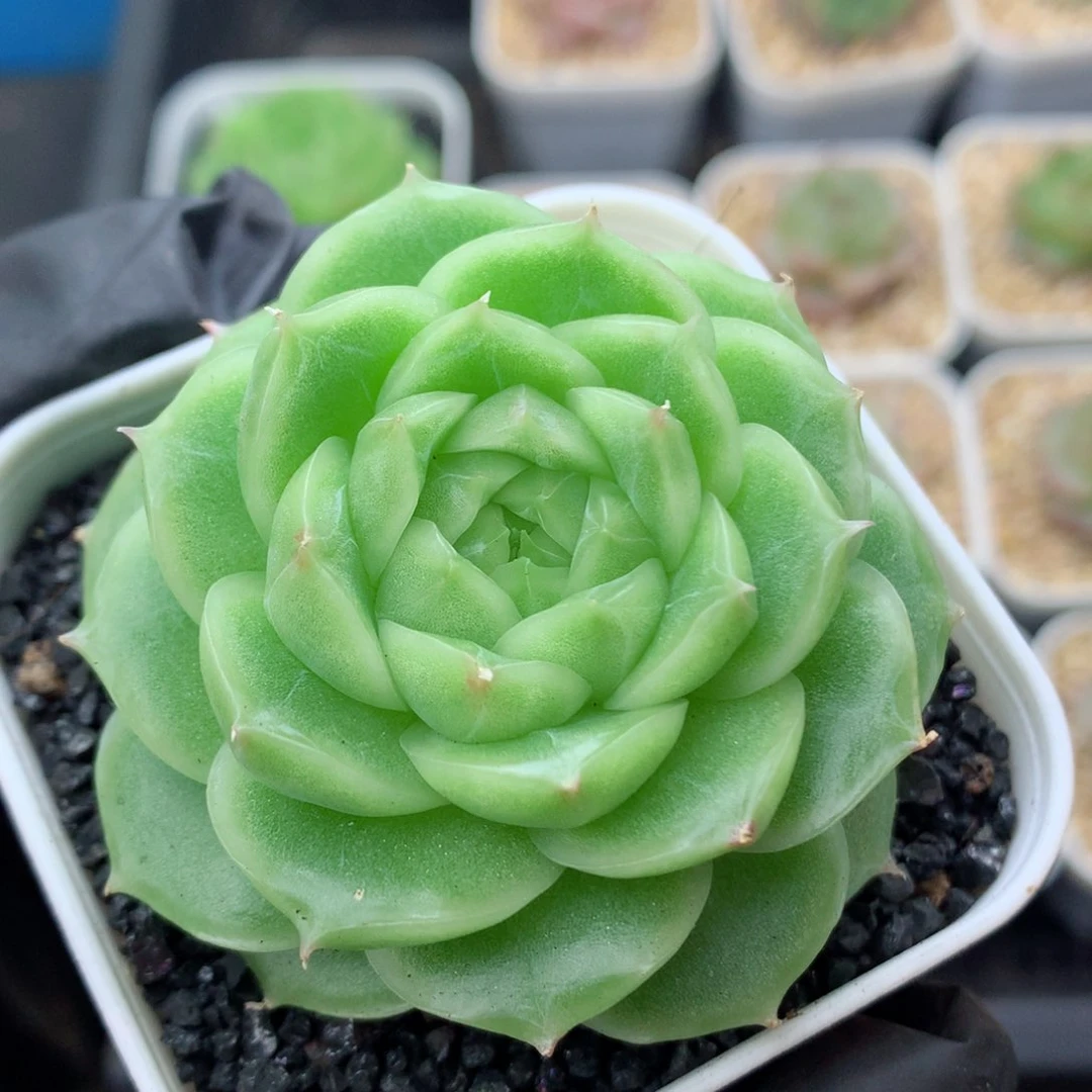58包邮  群生不包整麦秆99