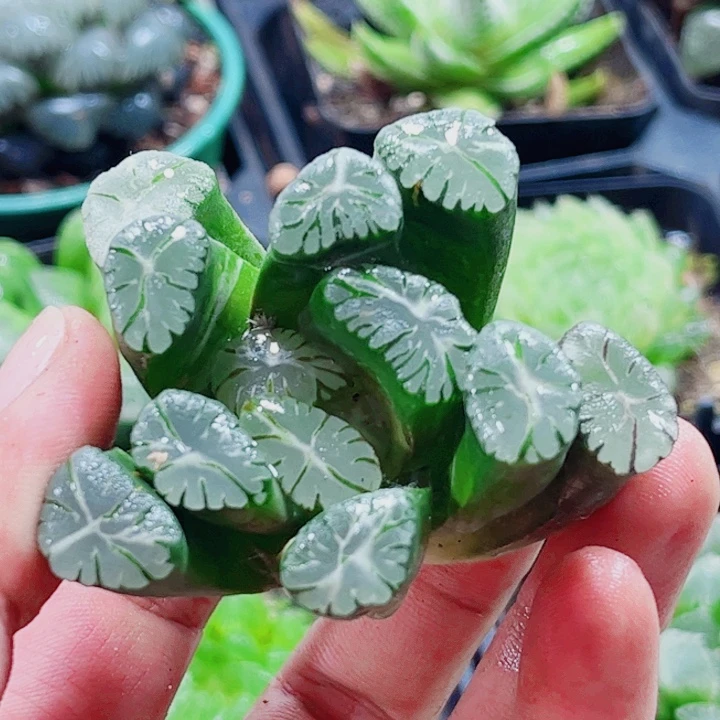十二卷 大紫万象 无根