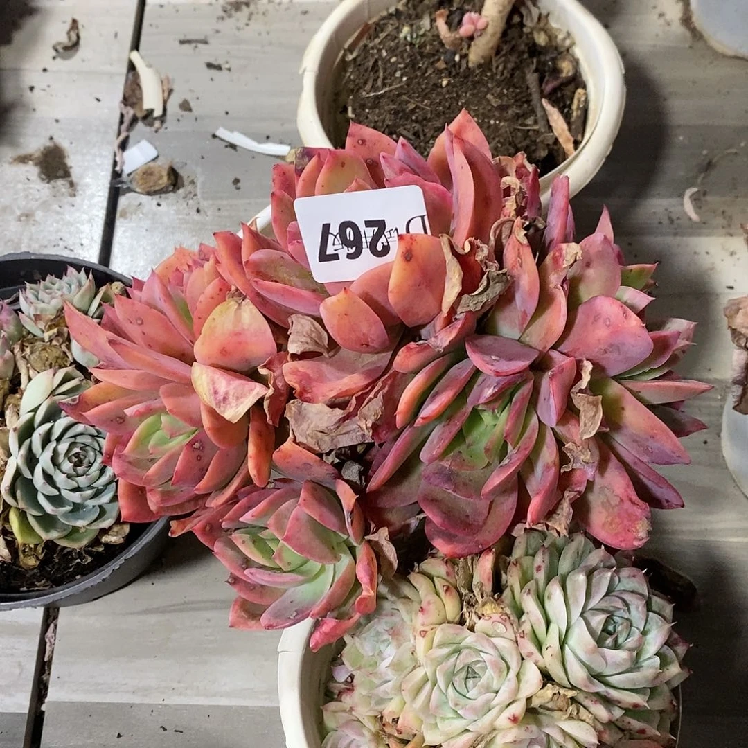 四***店267绮罗多肉植物