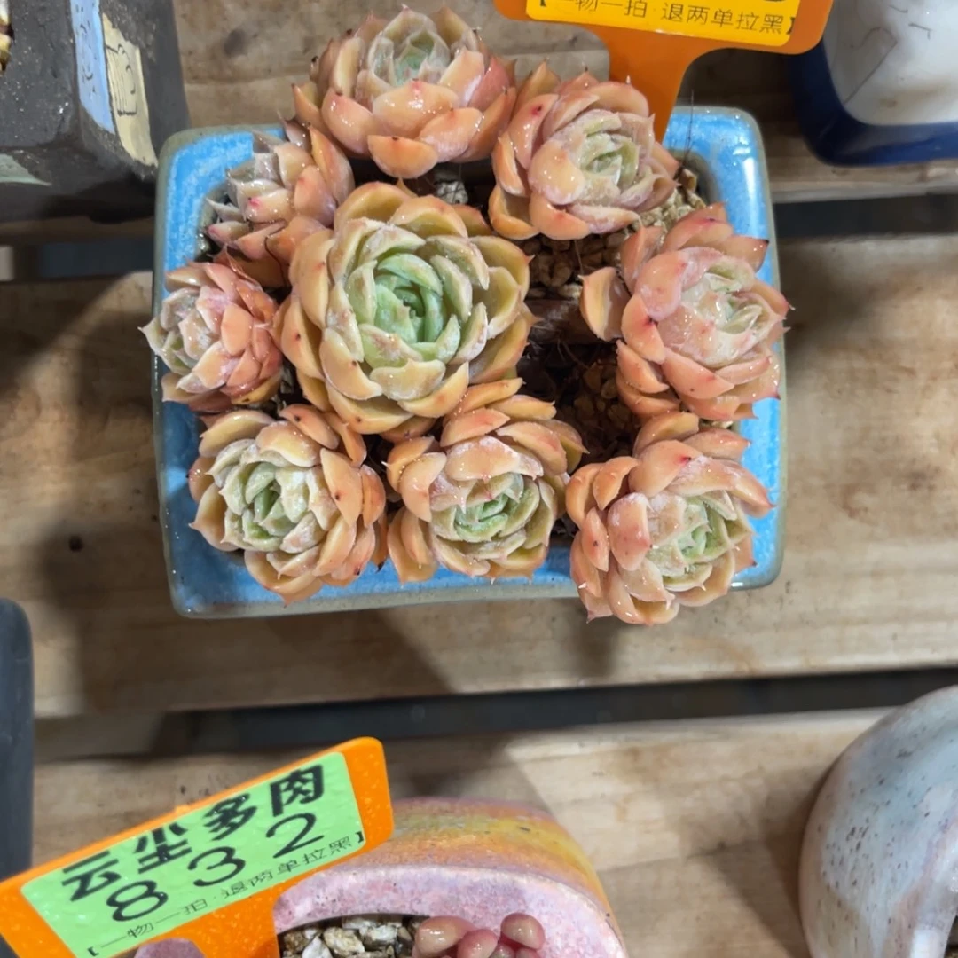 云尘多肉一物一拍1165不含盆
