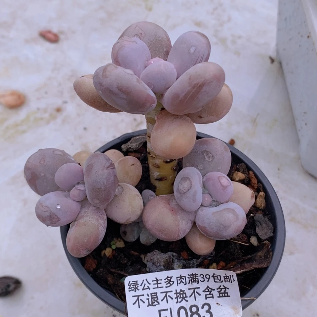 水光针奶酪7cm1083多肉植物