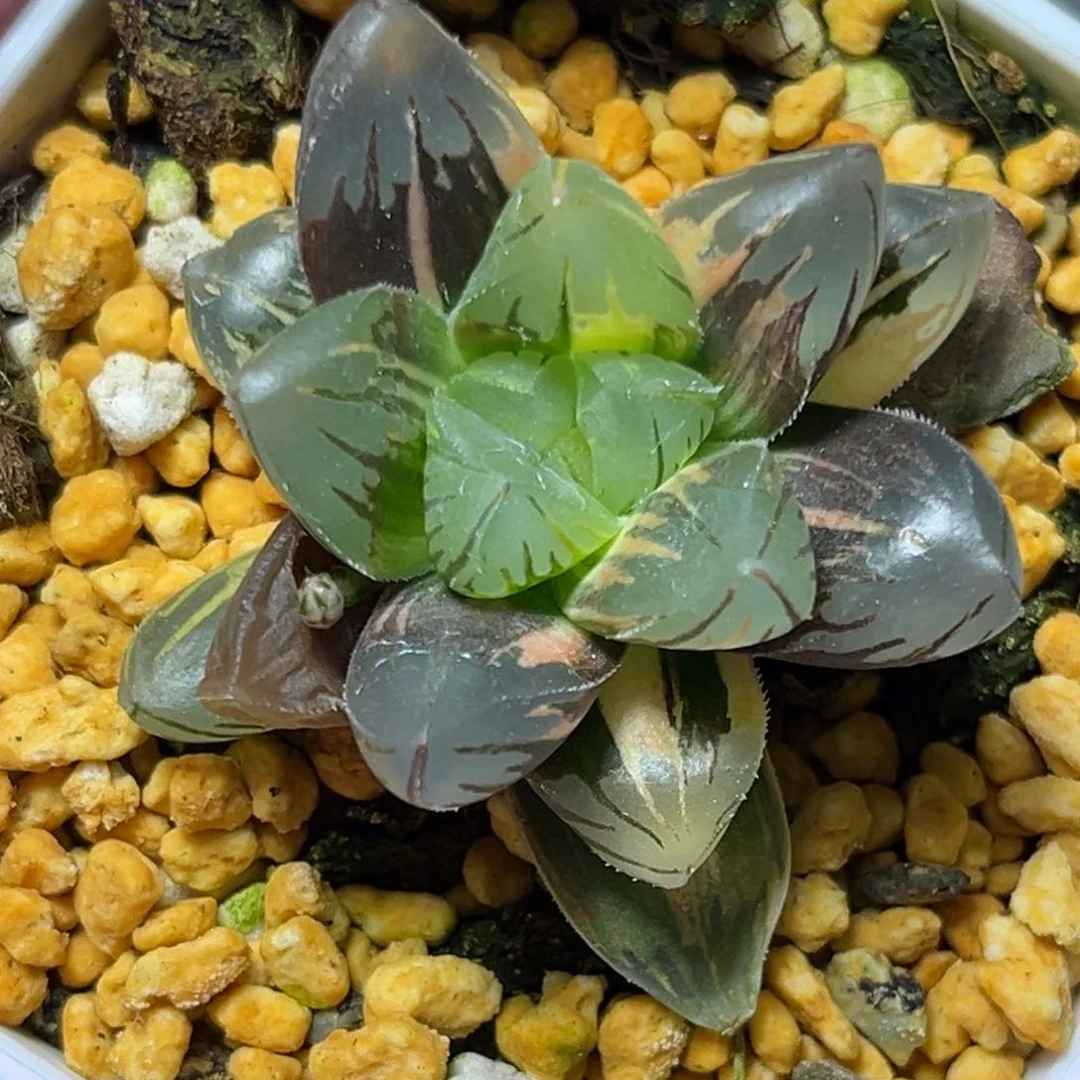 恭喜发财大吉大利601