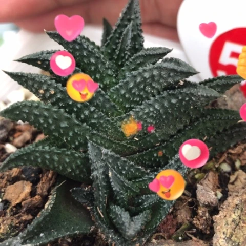 哥斯拉硬叶母本硬叶