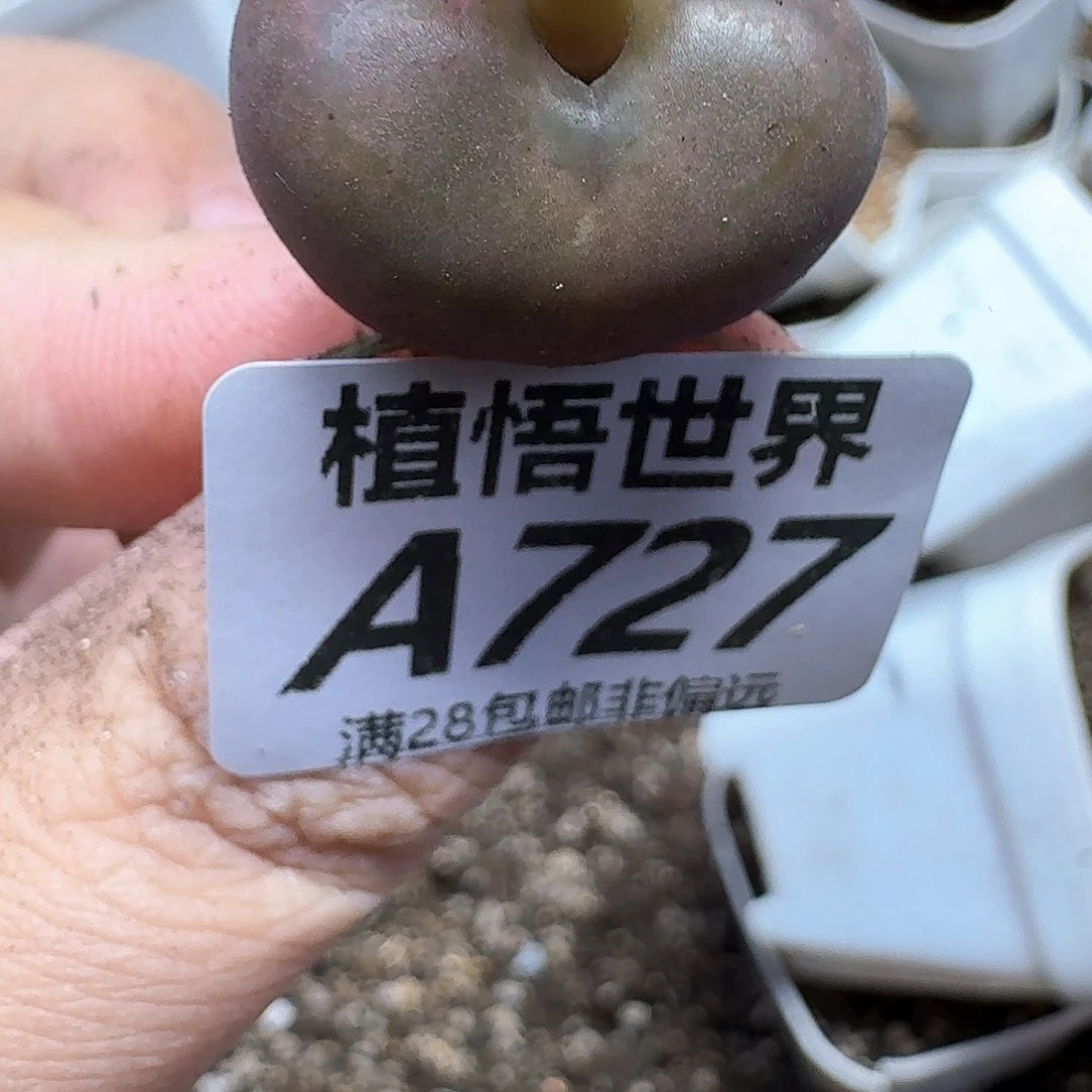 多肉植物的人生wfg