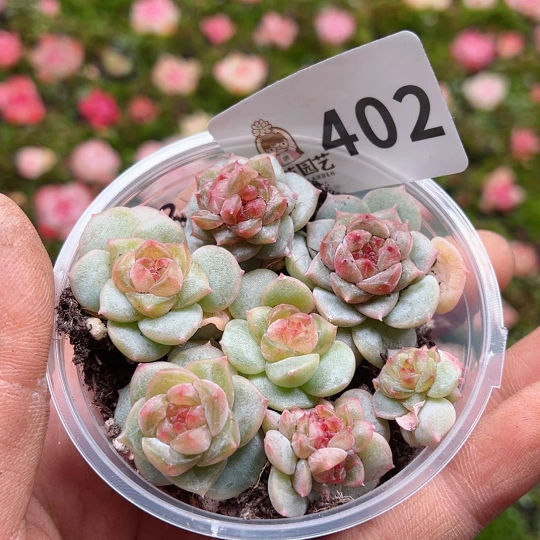 多肉植物多肉植物