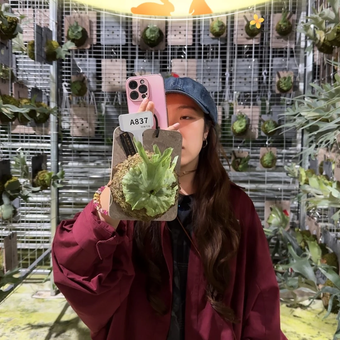 不开花植物A837-侏儒卷叶女王